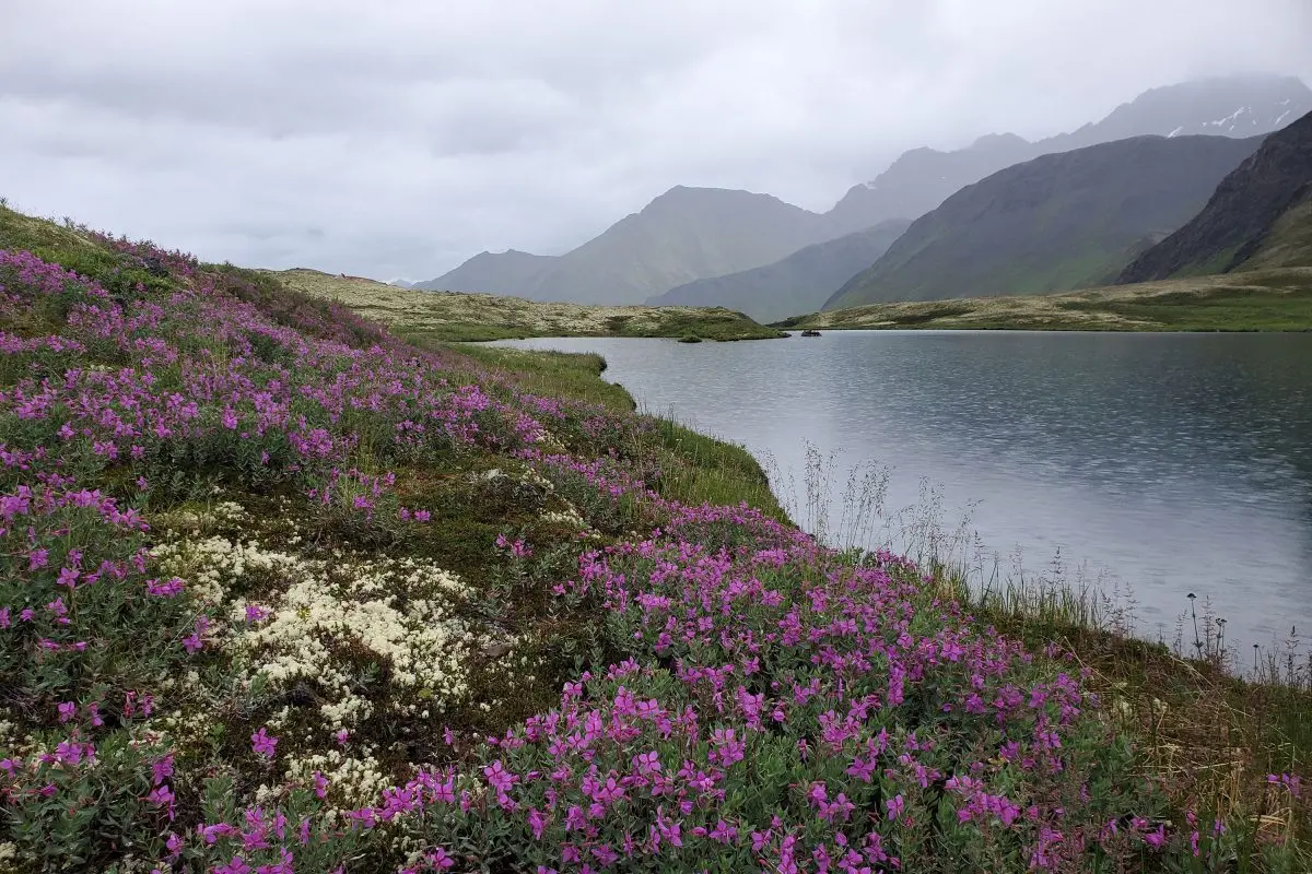 Fireweed at Grizzly Bear Lake